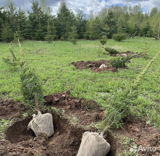 Ель обыкновенная