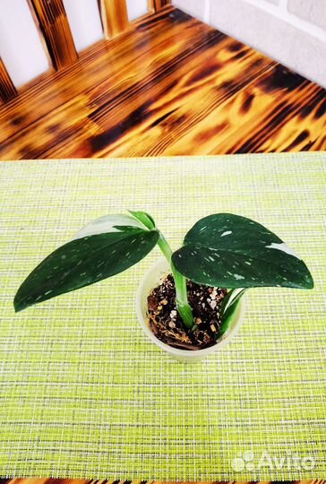 Фиттония филодендрон