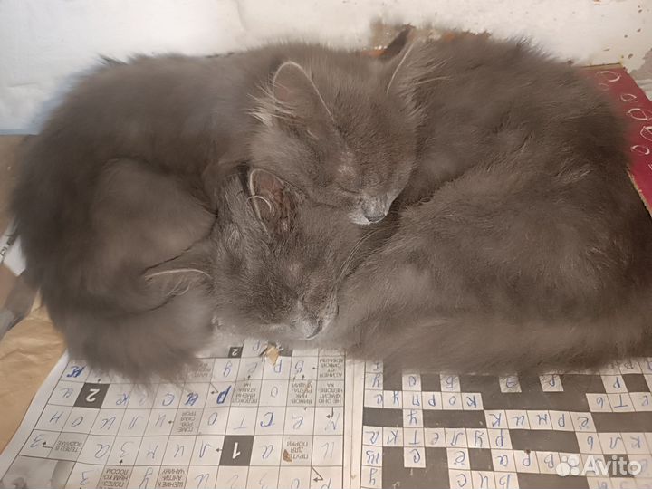 Шотландские прямоушки