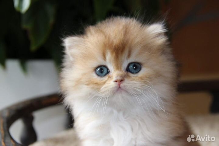 Очень красивая шотландская длинношерстная кошечка