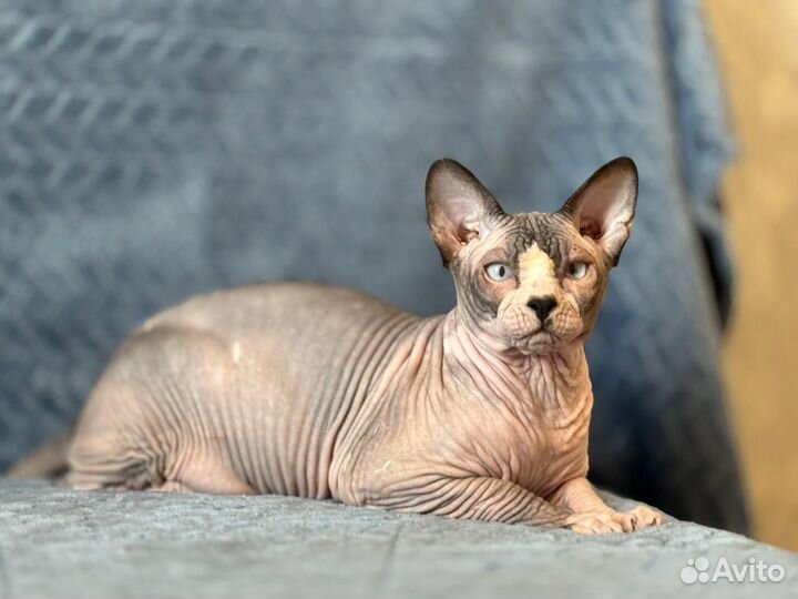 Канадский сфинкс