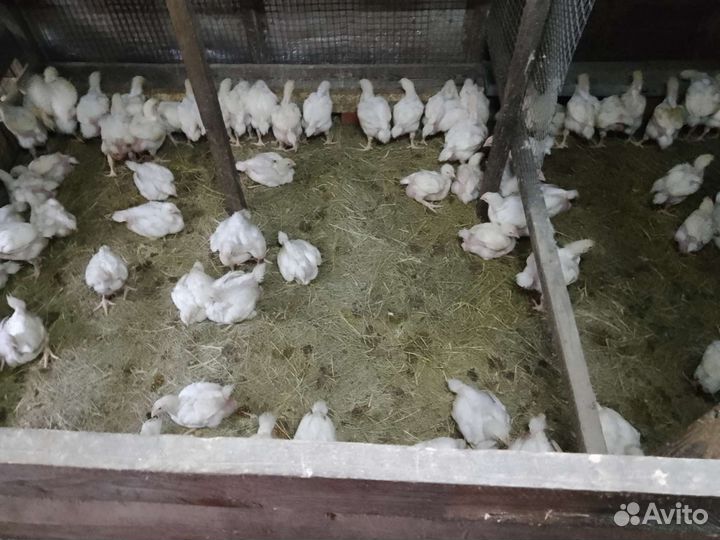 Домашние куры бройлеры,Халяль