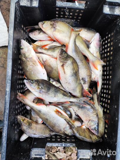 Свежая рыба