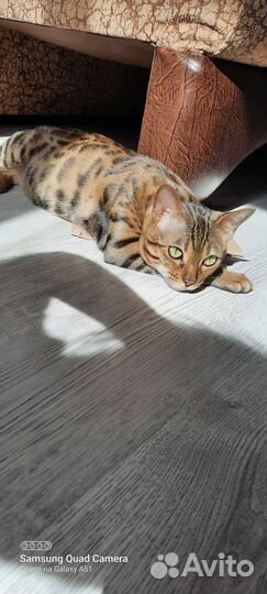 Ищу кота для вязки