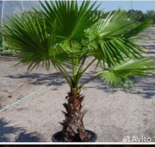 Пальма Трахикарпус/Хамеропс кустовой/Вашингтония