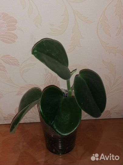 Пеперомия Инкана,Россо