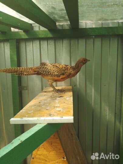 Лимонные фазаны