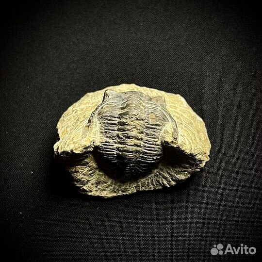 Трилобит окаменелость ископаемое палеонтология