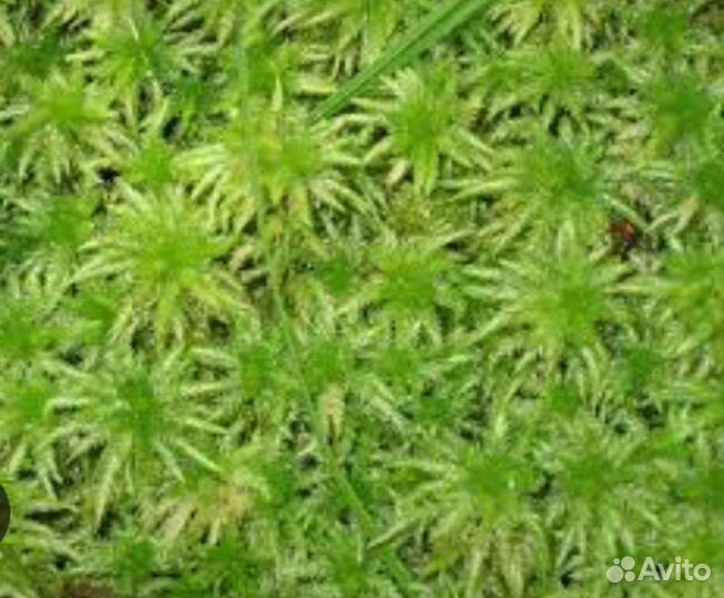 Мох сфагнум живой