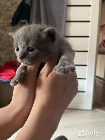 Британские котята