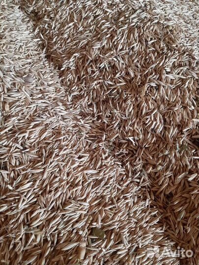 Овес(продуктовый), горох, пшеница, ячьмень, гречка