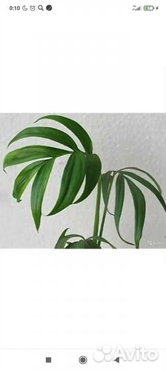 Монстера субпината