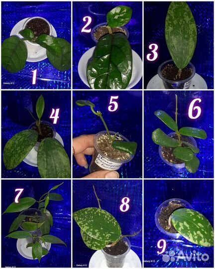 Хойя укоренённая и срезы(обновление 03.08.23)