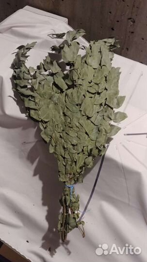 Эвкалипт из Абхазии