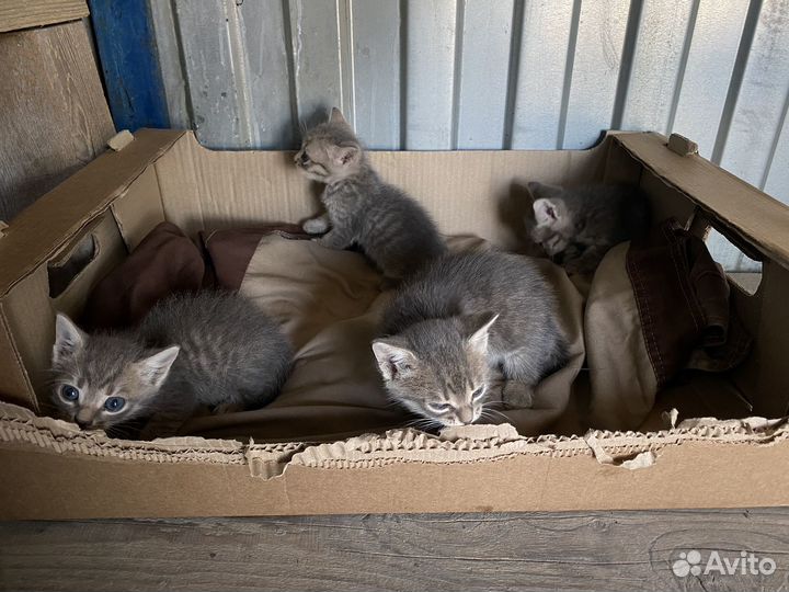 Русская голубая отдам