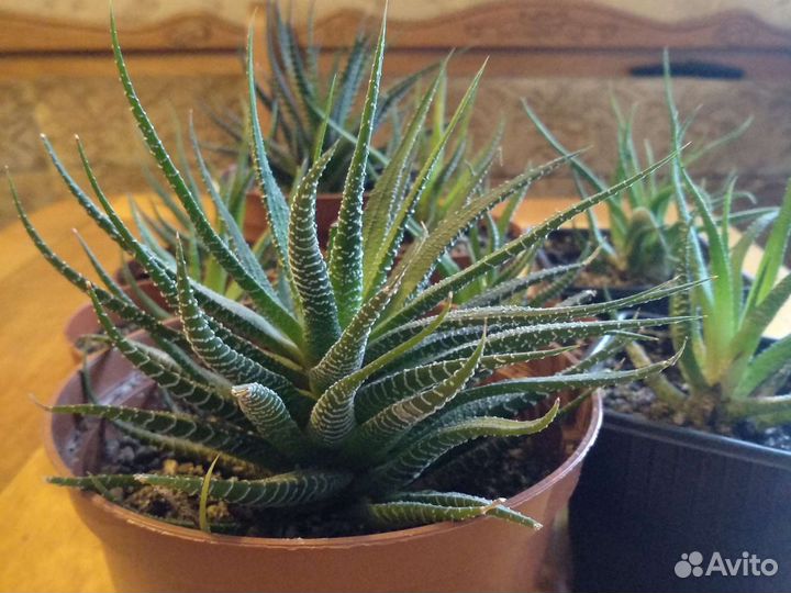 Хавортия полосатая Fasciata