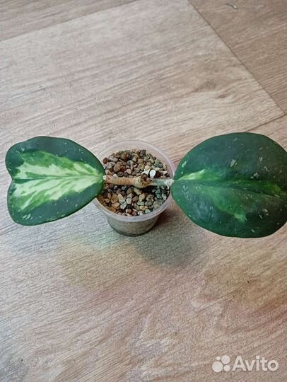 Хойя обовата вар,ан 049