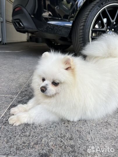 Померанский шпиц вязка кобель