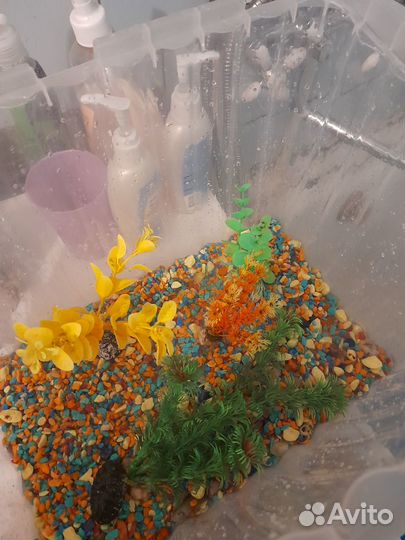 Грунт,водоросли