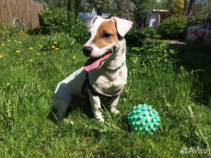 Кобель Джек Рассел терьера (вязка)