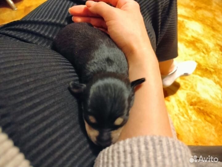 Ветеринарная помощь на дому