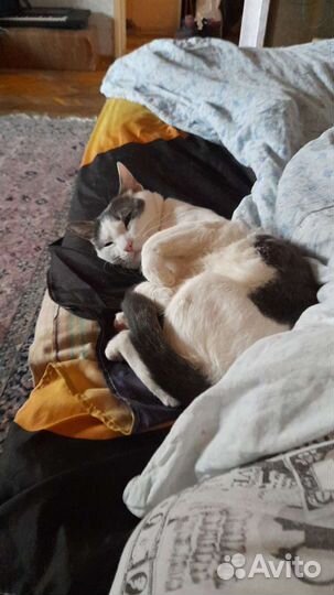 Вязка котов