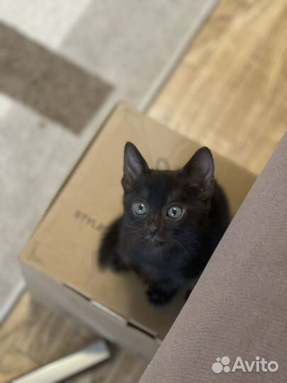 Бенгальский котенок