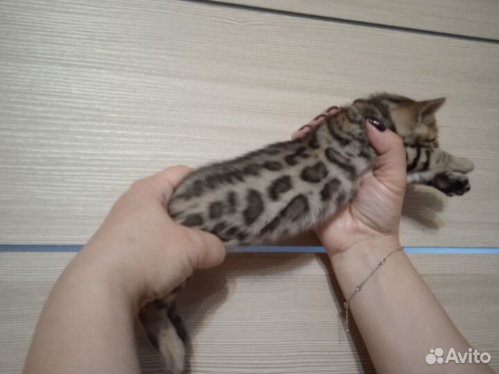 Бенгальские котята