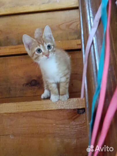 Котята в ответсвенные добрые руки