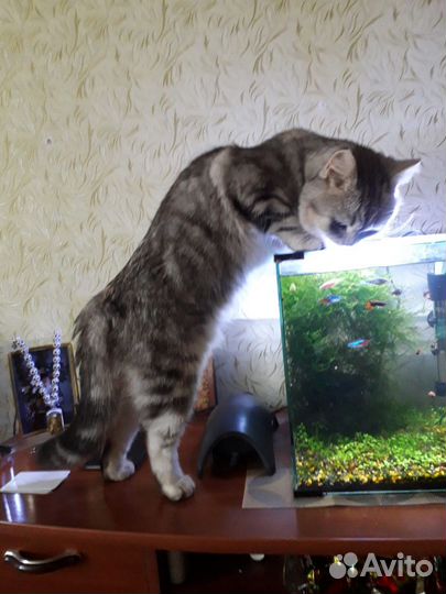 Нано аквариум