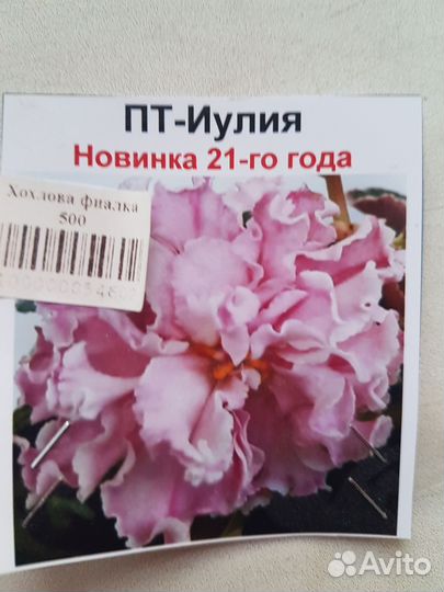 Фиалки коллекционные
