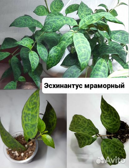 Комнатные растения цветы