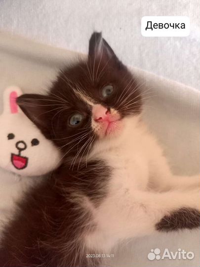 Кошка в дар бесплатно