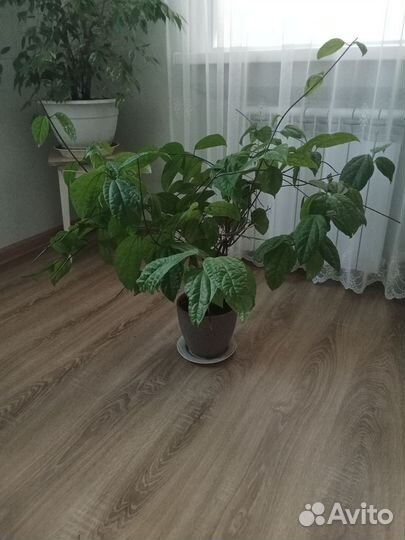 Комнатный цветок 