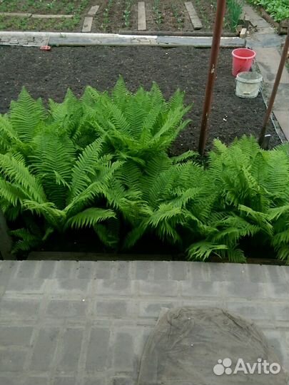 Папоротник садовый