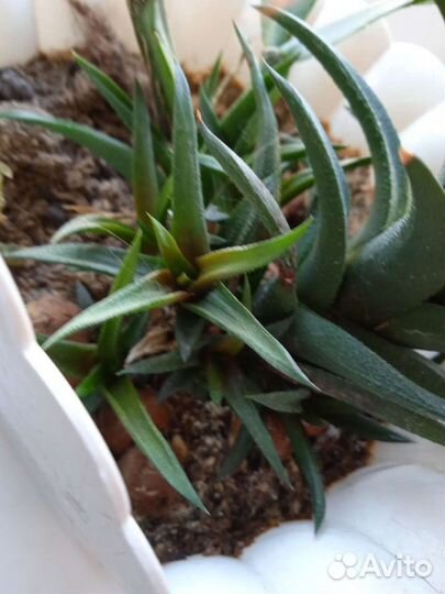 Хавортия, суккуленты