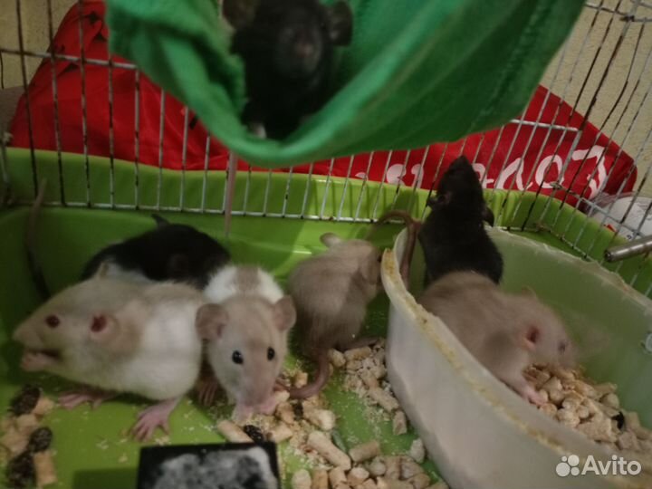 Продаю крысят