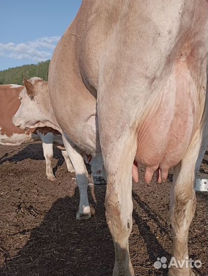Коровы дойные