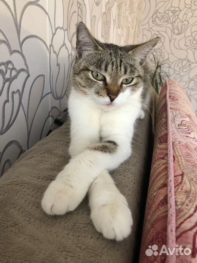 Кошка в добрые руки
