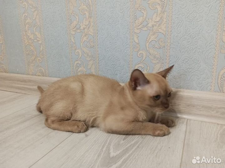 Бурманские котята