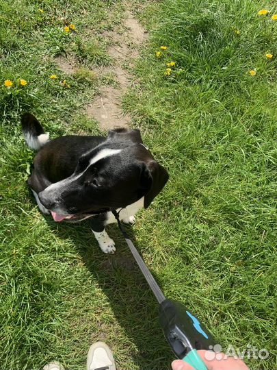 Отдам в добрые руки