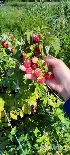 Саженцы ремонтантной малины