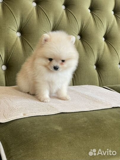 Щенки шпица