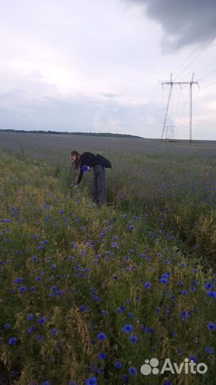 Цветы васильки полевые