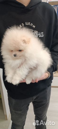 Помераночка красоточка