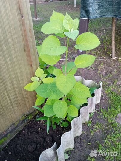 Гортензия древовидная