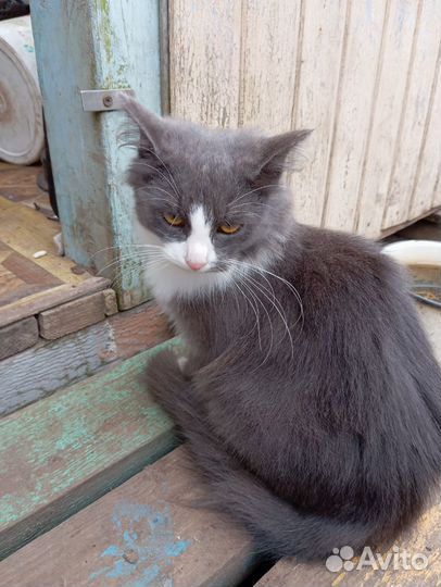 Котëнок в добрые руки