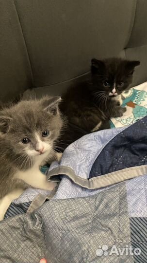 Котята