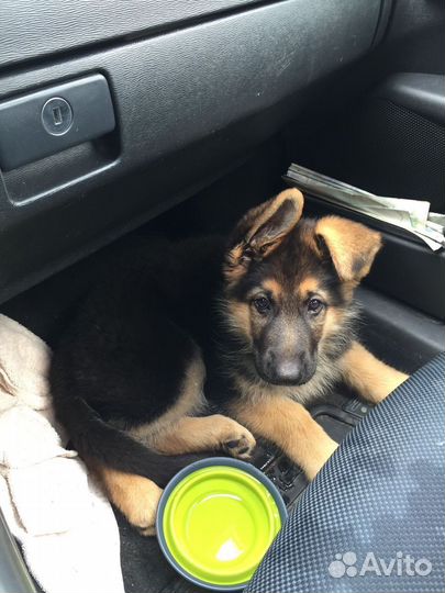 Немецкая овчарка