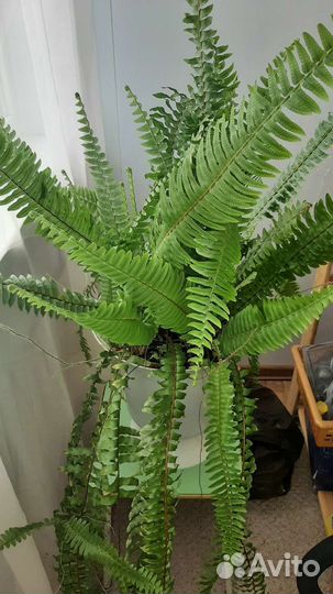 Папоротник